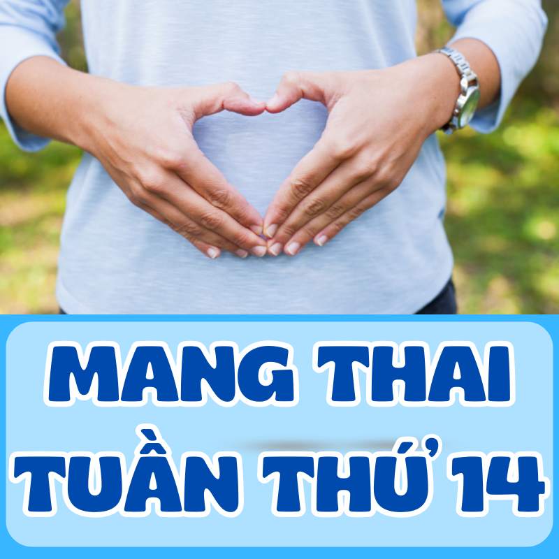 Mang thai tuần thứ 14